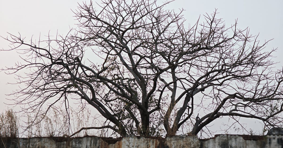 découvrez l'univers d'ancient soul, où les traditions anciennes rencontrent la sagesse intemporelle pour enrichir votre esprit et votre âme.