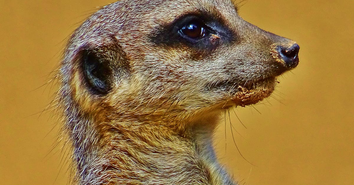 découvrez l'importance de la vigilance constante pour assurer la sécurité et la réactivité dans toutes les situations.