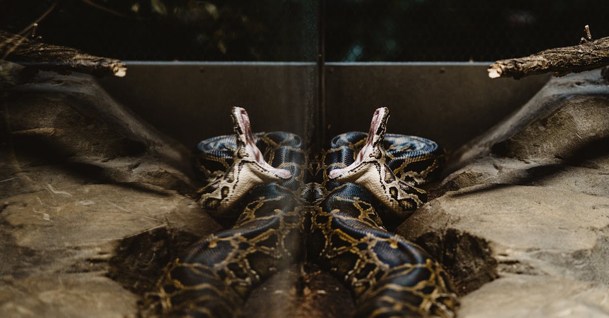 découvrez le concept de constriction, ses causes, ses effets et comment y faire face efficacement dans divers contextes.