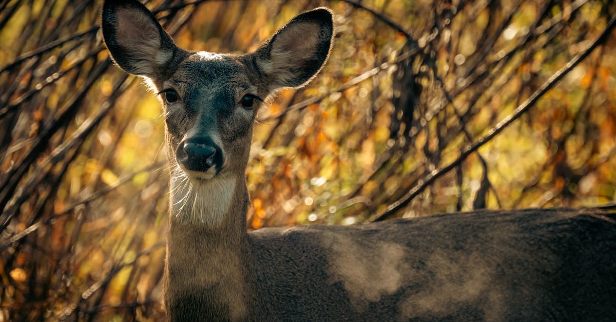 découvrez la sensation de chute libre ultime avec free fall sensation, une expérience palpitante qui vous plonge dans l'adrénaline pure et le frisson du vide.