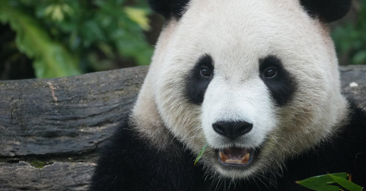 découvrez 'protection obsession', un thriller captivant mêlant suspense et mystère autour d'une protection sans limite.