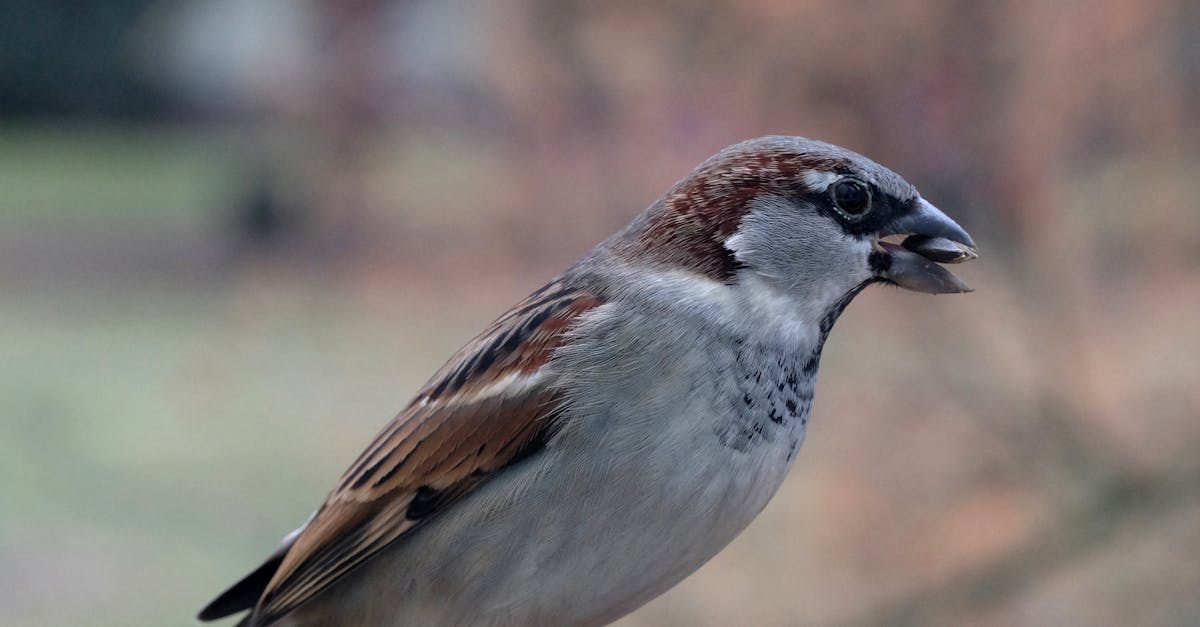 découvrez les comportements humains et animaux, leurs motivations, et comment ils influencent notre vie quotidienne.
