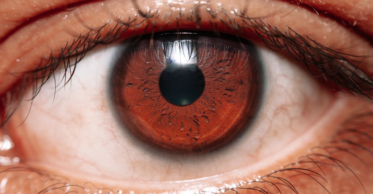 découvrez tout sur les yeux : leur structure, leur fonctionnement et leur importance dans notre perception du monde.