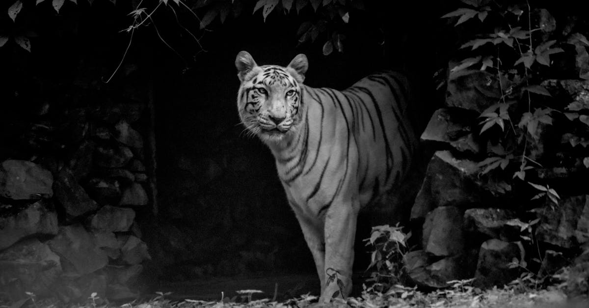 découvrez comment reconnaître un narcissique grâce à nos conseils et indications claires pour mieux comprendre leurs comportements.