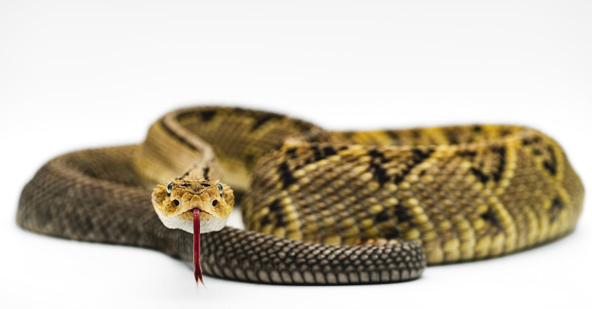 découvrez tout sur la glande pinéale, son rôle dans la régulation du sommeil, la production de mélatonine et son importance pour le bien-être général.