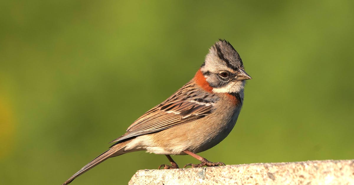 découvrez tout sur le survival : techniques de survie, équipement indispensable et conseils pratiques pour affronter toutes les situations en pleine nature.
