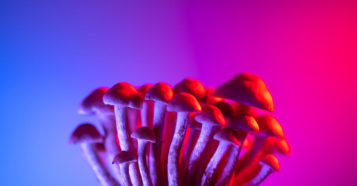 découvrez la bioluminescence, le phénomène naturel fascinant où des organismes produisent leur propre lumière, illuminant les océans et forêts de couleurs mystérieuses.